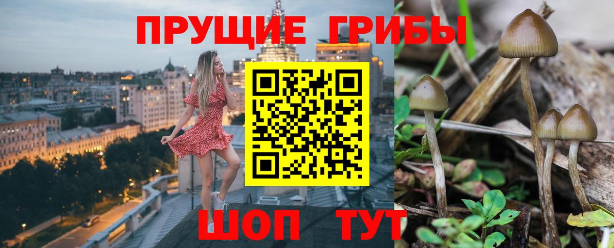 Зима  купить наркотики цена  Вход с VPN  Псилоцибиновые грибы Psilocybine cubensis  Псилоцибиновые грибы прущие грибы 